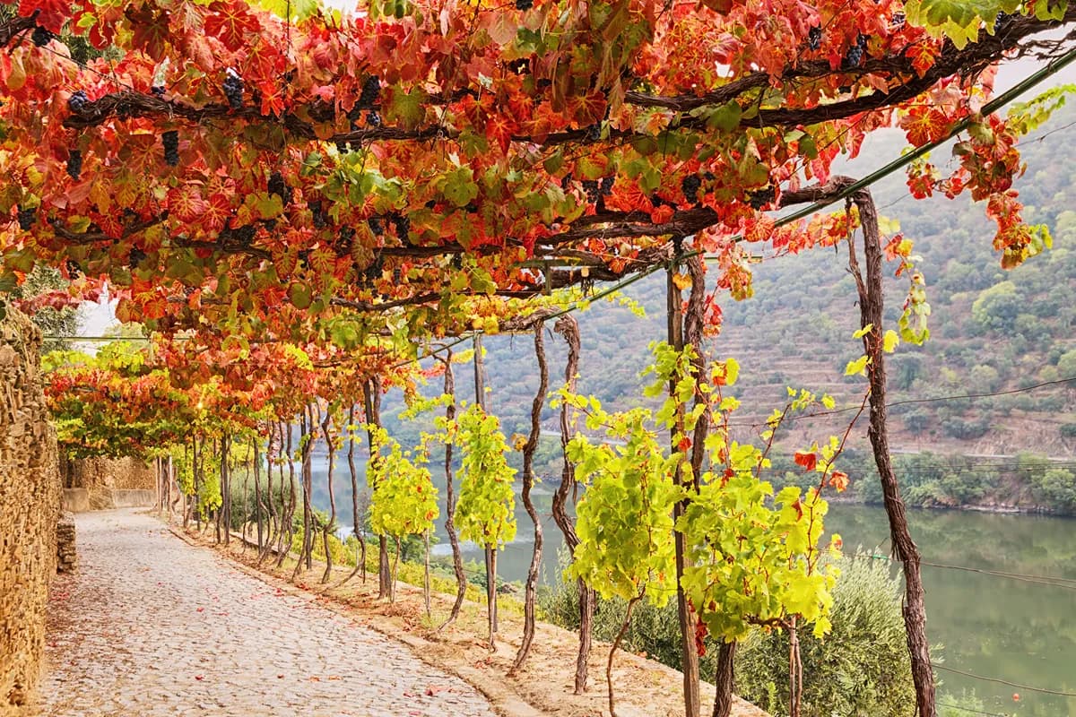 Vineyards turning golden beside the Douro River in autumn.