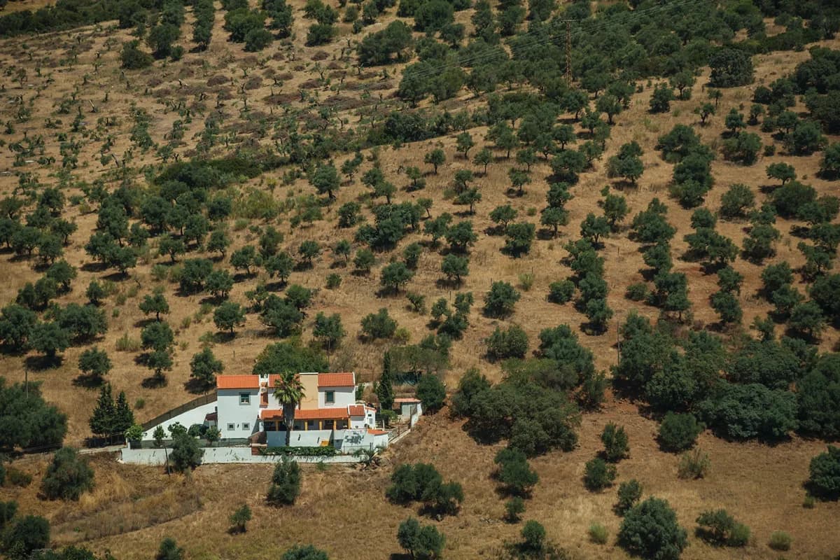 Detached rural home surrounded by olive trees and open land in the Alentejo countryside