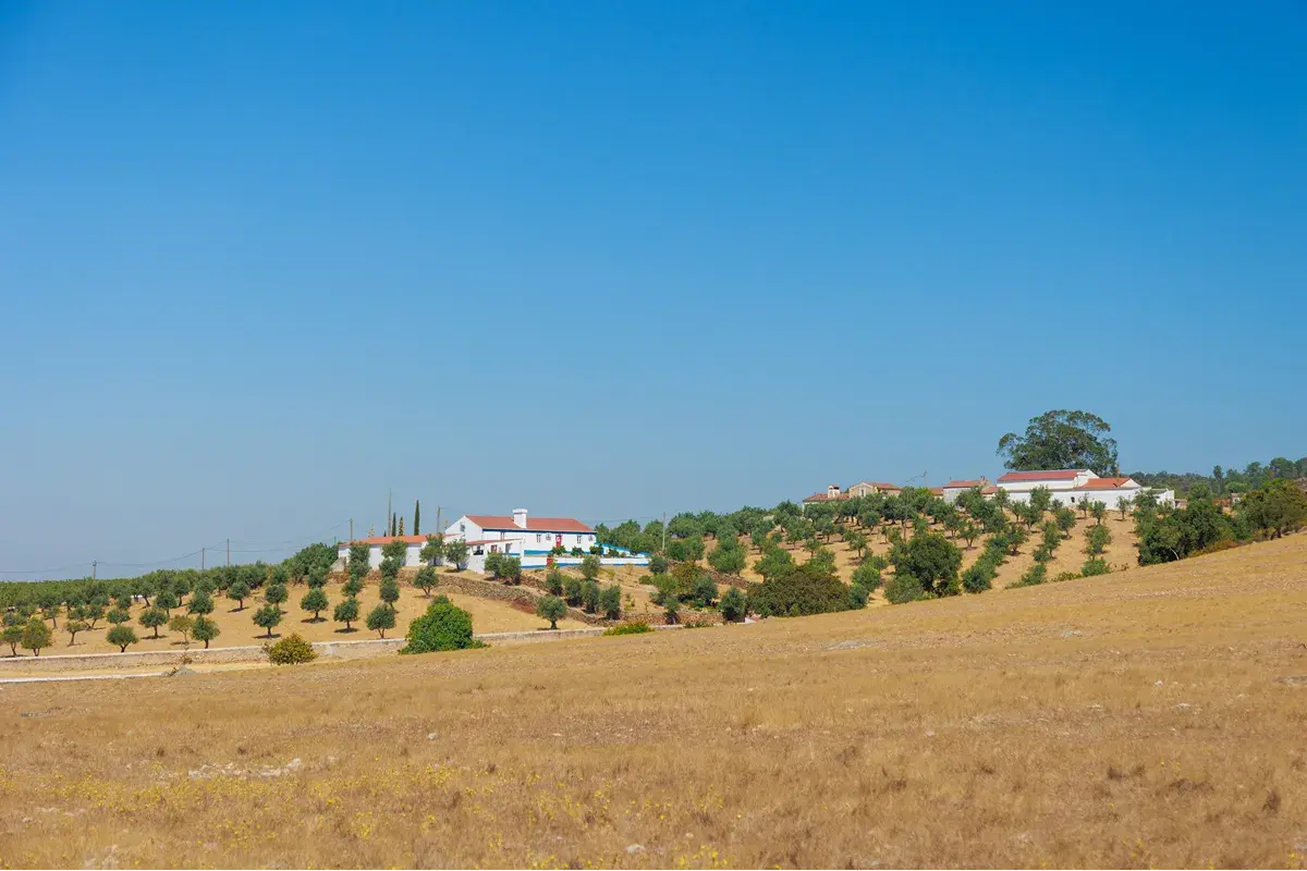 Rural homes surrounded by olive trees and open land in the Alentejo