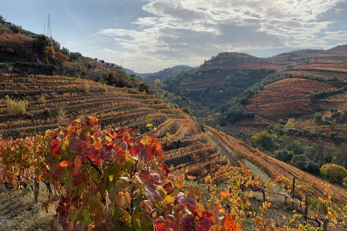 The iconic terraced vineyards of the Douro Valley showing autumn colours.