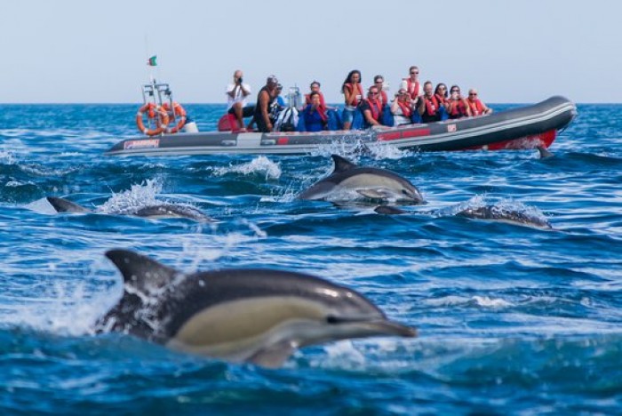 Dolphin Watching Portugal Home - Portugal propety experts