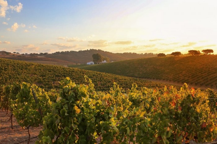 Alentejo Wine Route Portugal Home - Portugal propety experts