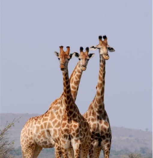 Badoca Safari Park Portugal Home - Portugal propety experts