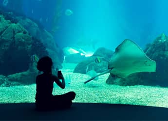 Oceanário de Lisboa Portugal Home - Portugal propety experts