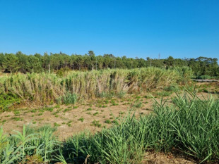 Plot between Óbidos and Caldas da Rainha, Property for sale in BL772