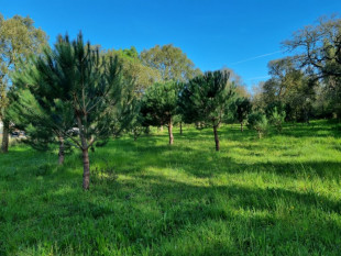 Land of 8.293m2 in Tornada - Caldas da Rainha, Property for sale in BL764