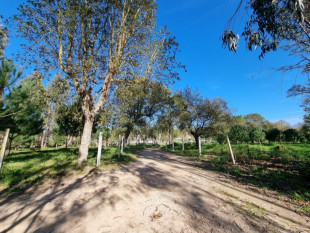 Land in Tornada - Caldas da Rainha, Property for sale in BL763