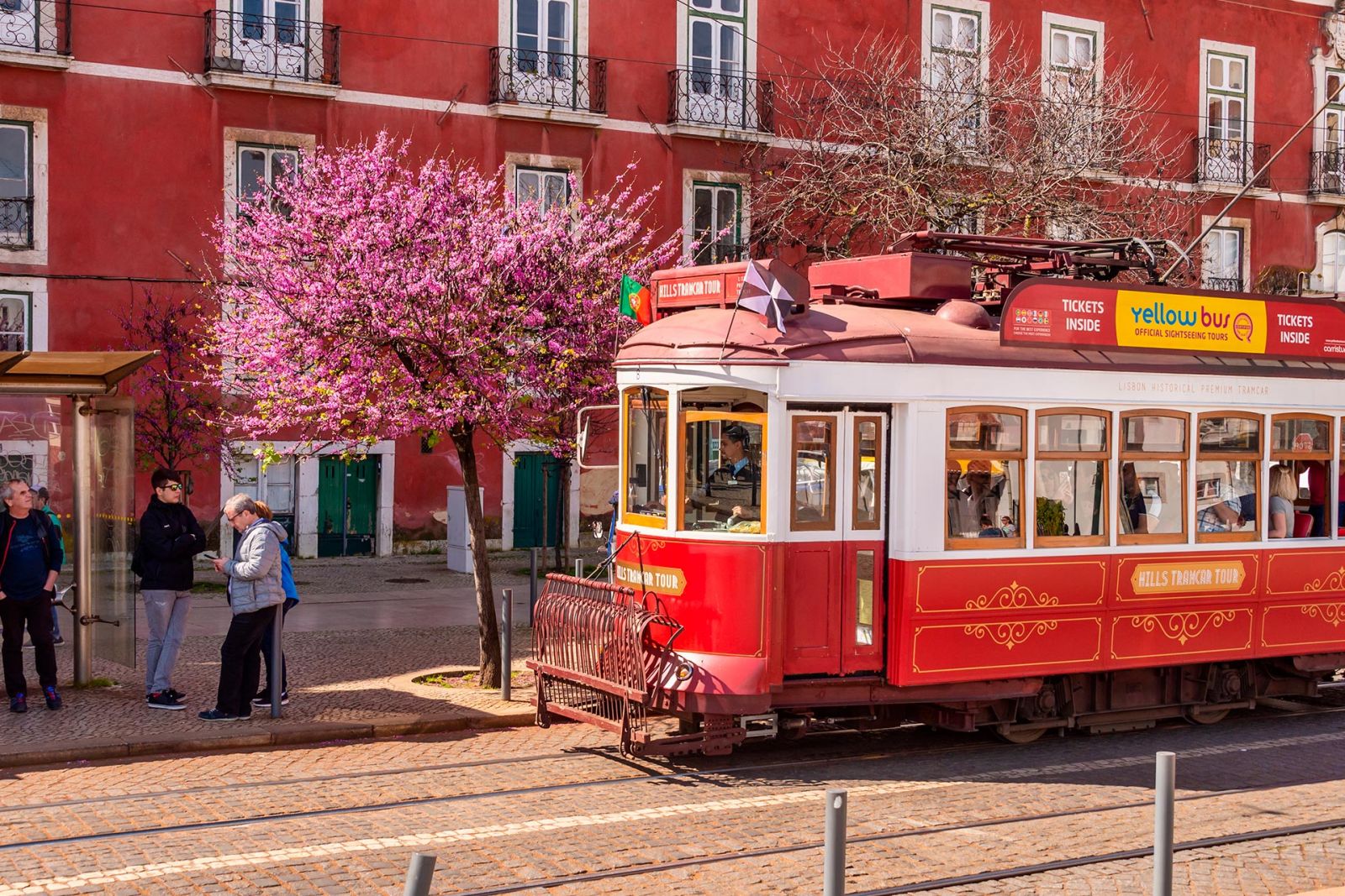 Tram passing by jacaranda tree in Lisbon.